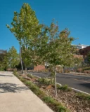 Tree Well - The Ramble